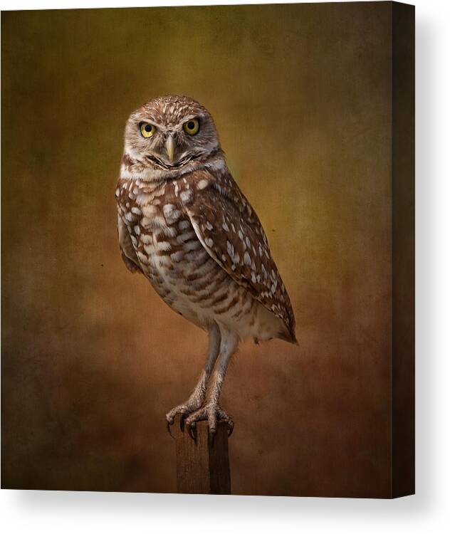 Wildlife Canvas Print featuring the photograph Burrowing Owl Portrait by Kim Hojnacki