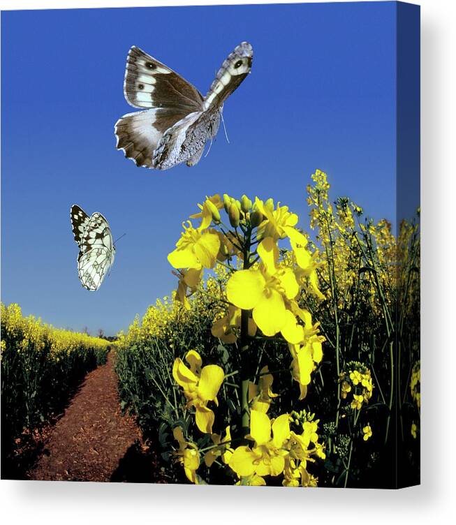 Great Banded Grayling Canvas Print featuring the photograph Butterflies In Flight by Dr. John Brackenbury/science Photo Library