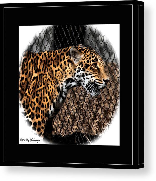 Jaguar Canvas Print featuring the photograph Caged Jaguar by Lucy VanSwearingen