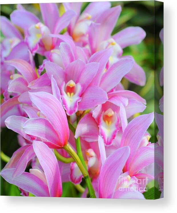Pink Canvas Print featuring the photograph Cascade Of Pink Orchids by Kathleen Struckle