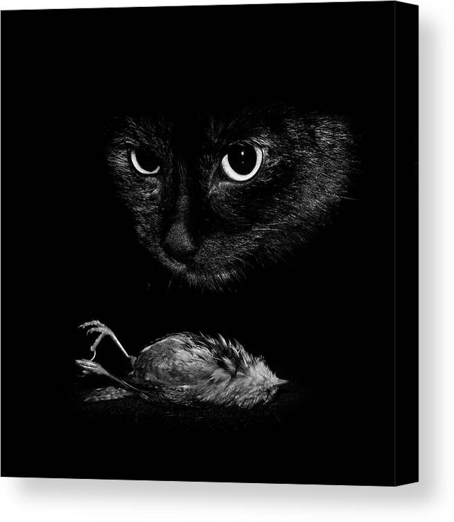 Cat Canvas Print featuring the photograph Cat With A Dead Bird by Cordelia Molloy