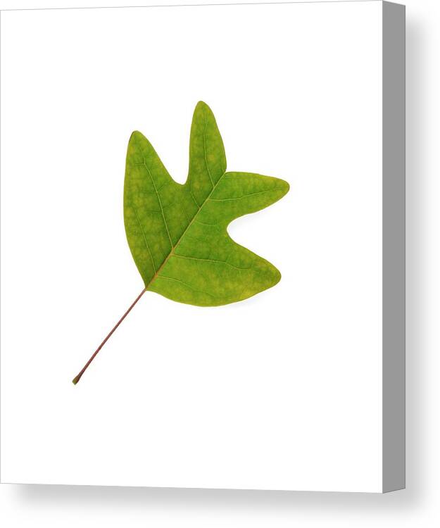Liriodendron Chinense Canvas Print featuring the photograph Chinese Tulip Tree Leaf by Cordelia Molloy
