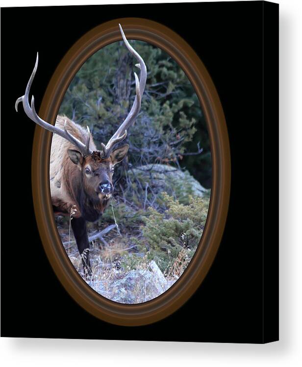 Colorado Canvas Print featuring the photograph Crazy Eyes by Shane Bechler