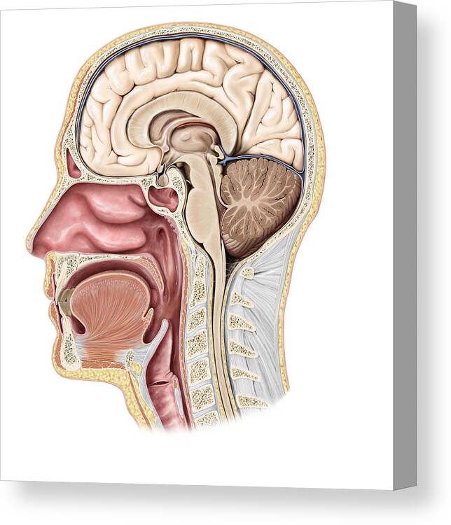 Anatomy Canvas Print featuring the photograph Cross Section Of The Head, Illustration by QA International