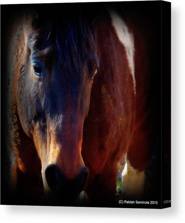 Horse Canvas Print featuring the photograph Dawsonaya by Rabiah Seminole