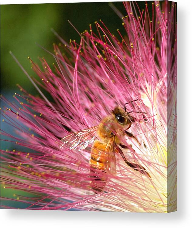 Honeybees Canvas Print featuring the photograph Delicate Embrace - Bee and Mimosa by Steven Milner