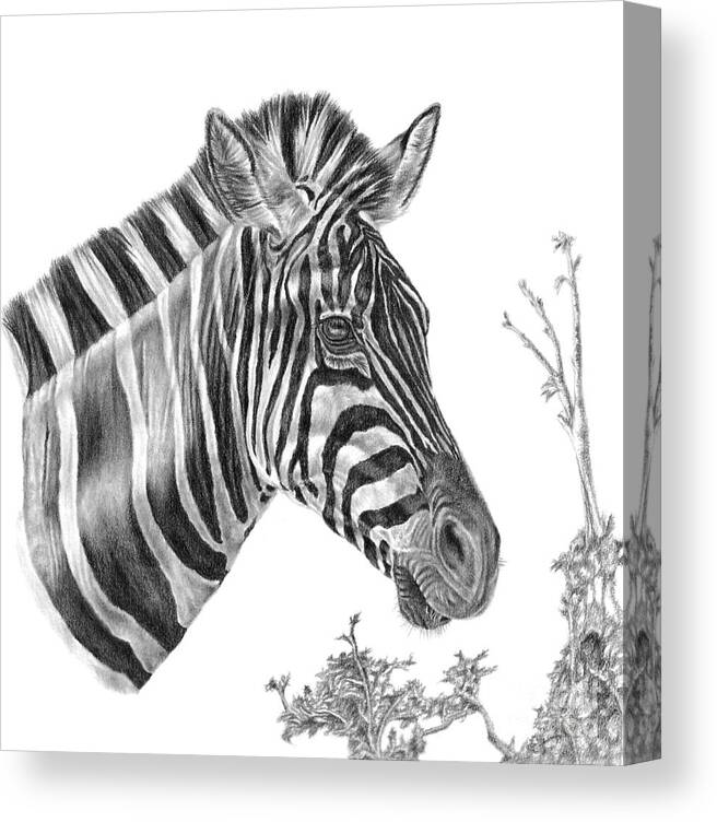 Zebra Canvas Print featuring the drawing Designer Stripes by Pencil Paws