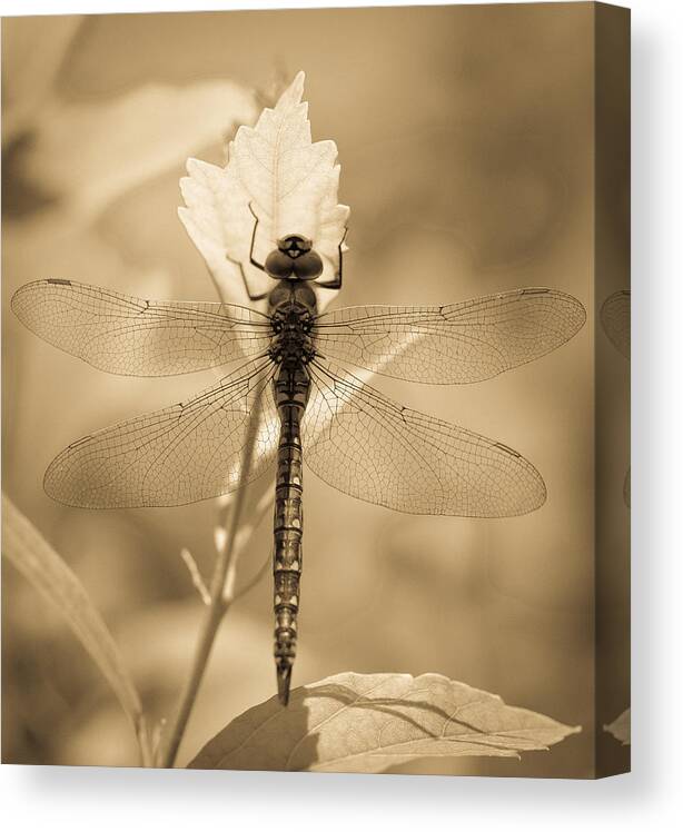 Dragonfly Canvas Print featuring the photograph Dragon in Lace 2 by Ronda Broatch