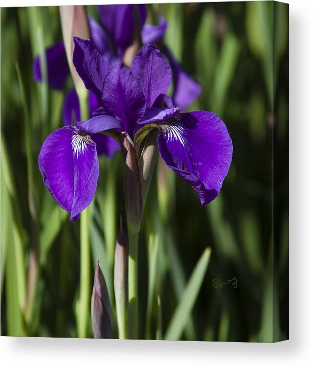 Flowers Canvas Print featuring the photograph Eloquent Iris by Penny Lisowski