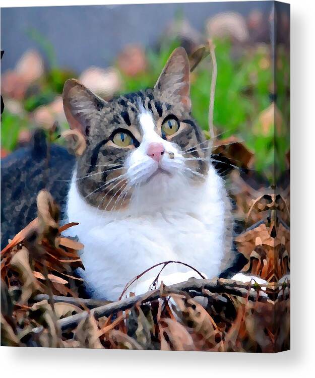 Cat Canvas Print featuring the photograph Feline Focus by Deena Stoddard