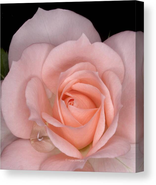 Rose Canvas Print featuring the photograph First Bloom by Vickie Szumigala