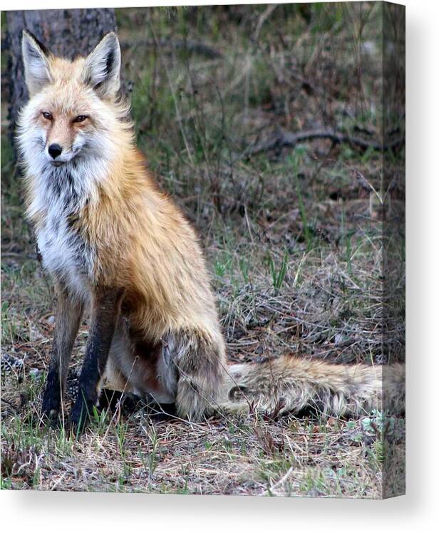 Fox Canvas Print featuring the photograph Foxy Lady by Fiona Kennard