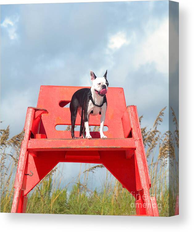 Boston Terrier Canvas Print featuring the photograph Frida On Watch by Sherry Dooley