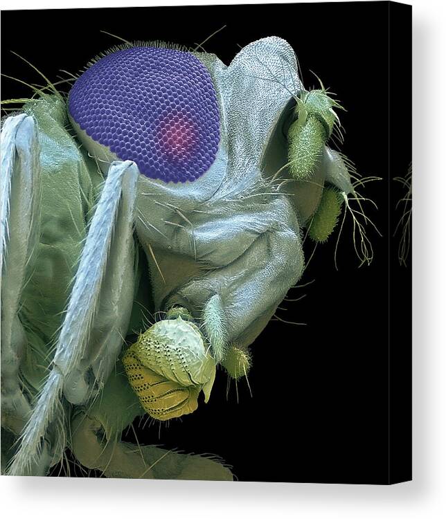 Animal Canvas Print featuring the photograph Fruit Fly Head by Steve Gschmeissner/science Photo Library