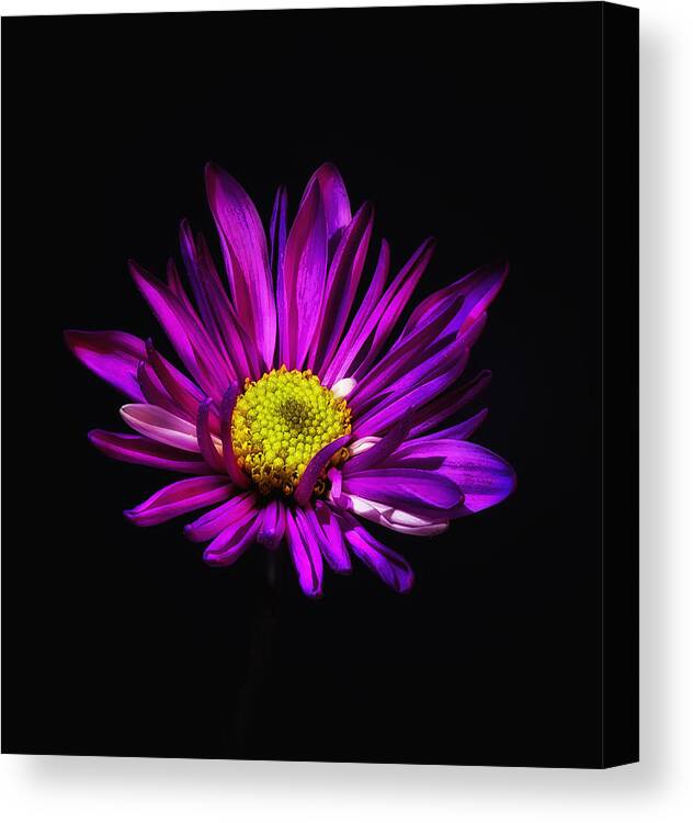 Flower Canvas Print featuring the photograph Fuchsia Floral Bloom by Bill and Linda Tiepelman