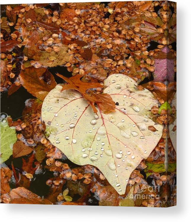 Nature Canvas Print featuring the photograph Heart Leaf II by Anita Adams