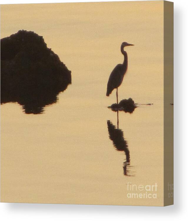 Heron Canvas Print featuring the photograph Heron in silhouette by David Call