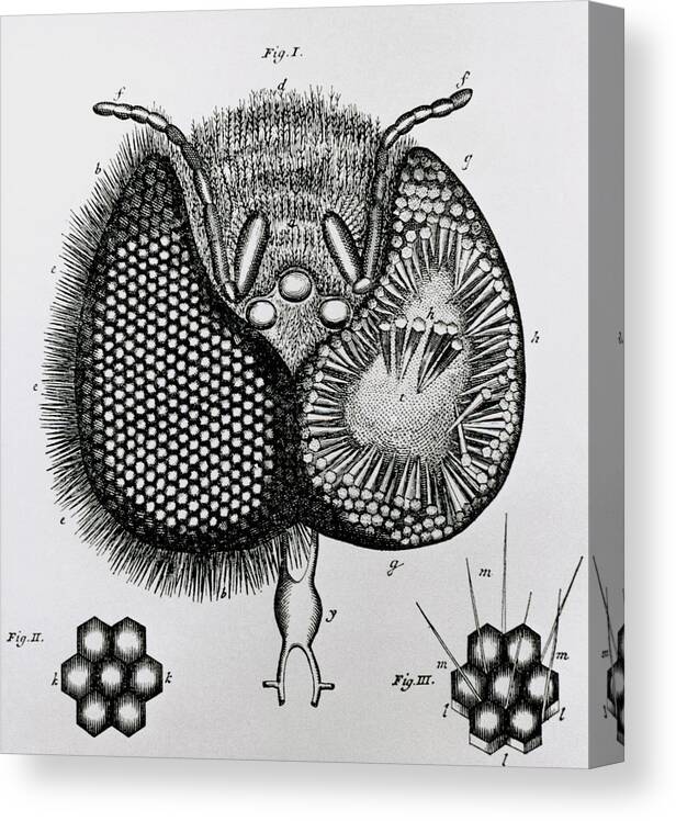Eye Canvas Print featuring the photograph Historical Artwork Of Ommatidia In Honey Bee Eye by Science Photo Library