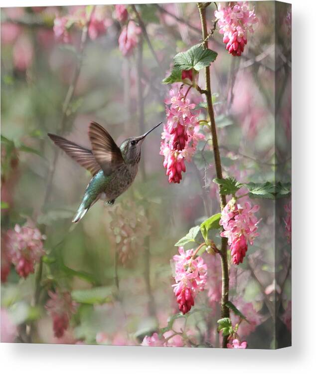 Animals Canvas Print featuring the photograph Hummingbird Heaven by Angie Vogel