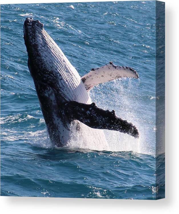 Whale Canvas Print featuring the photograph Humpback Whale by Debbie Cundy