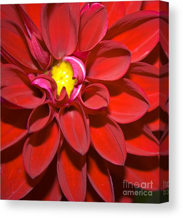 #nature Canvas Print featuring the photograph Blossom by Jacquelinemari