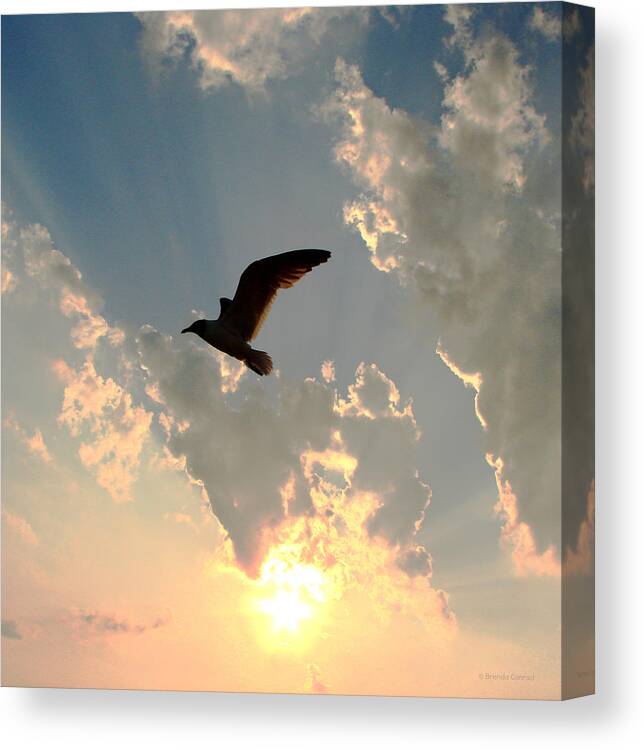 Beach Canvas Print featuring the photograph JL Seagull by Dark Whimsy