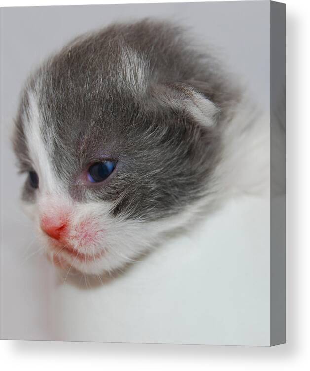 Photograph Canvas Print featuring the photograph Kitten by Larah McElroy