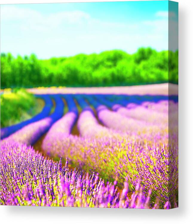 Scenics Canvas Print featuring the photograph Lavender Field by Spooh