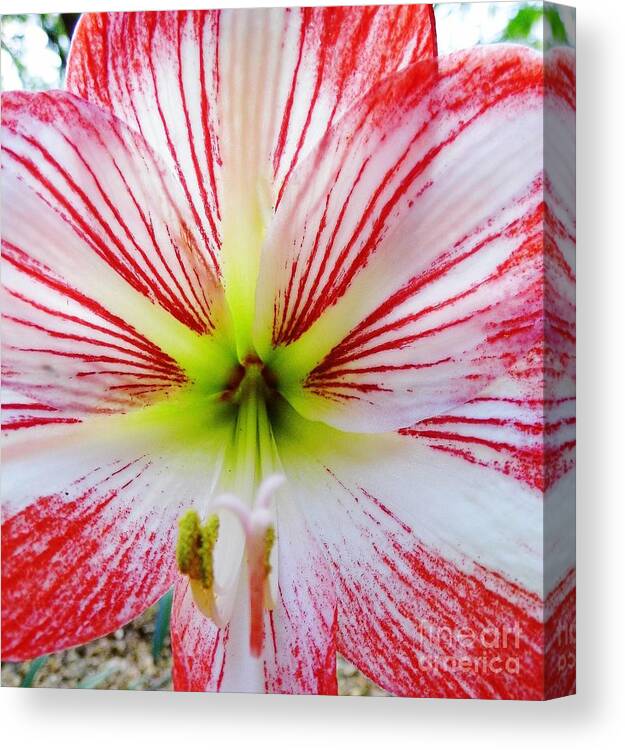 Bestseller Canvas Print featuring the photograph Lily Wow by D Hackett