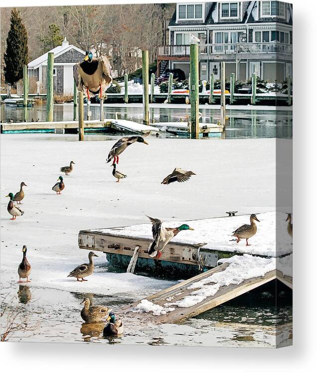 Mallards Canvas Print featuring the photograph Mallards In Motion by Constantine Gregory