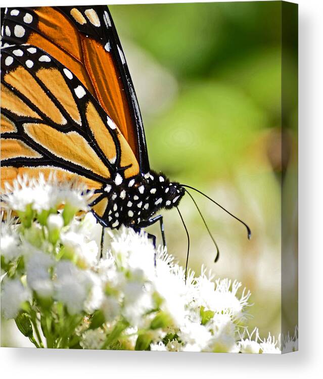 Butterfly Canvas Print featuring the photograph Monarch Moment by Lori Tambakis