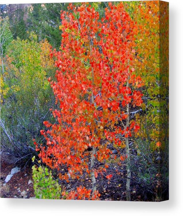 Trees Canvas Print featuring the photograph Mountain Color by Marilyn Diaz