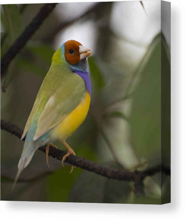 Penny Lisowski Canvas Print featuring the photograph Multicolored Beauty by Penny Lisowski