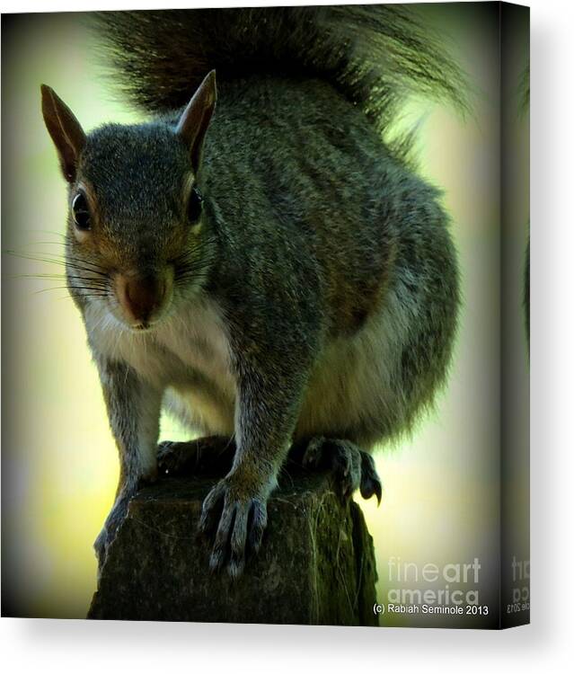 Squirrel Canvas Print featuring the photograph My Friend by Rabiah Seminole