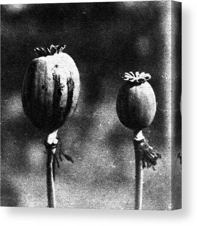 1924 Canvas Print featuring the photograph Opium Poppies by Granger