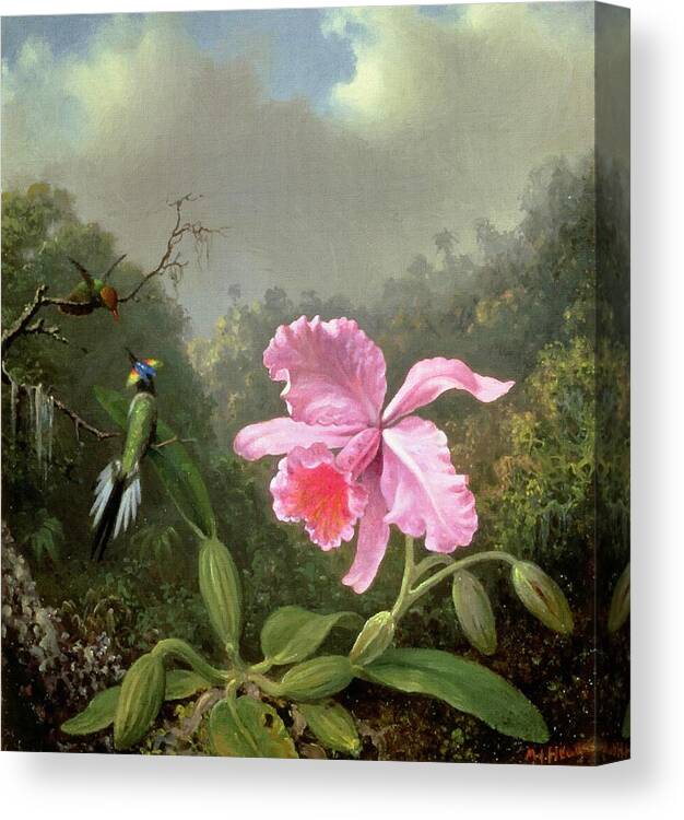 Martin Johnson Heade Canvas Print featuring the painting Orchid And Hummingbirds by Martin Johnson Heade