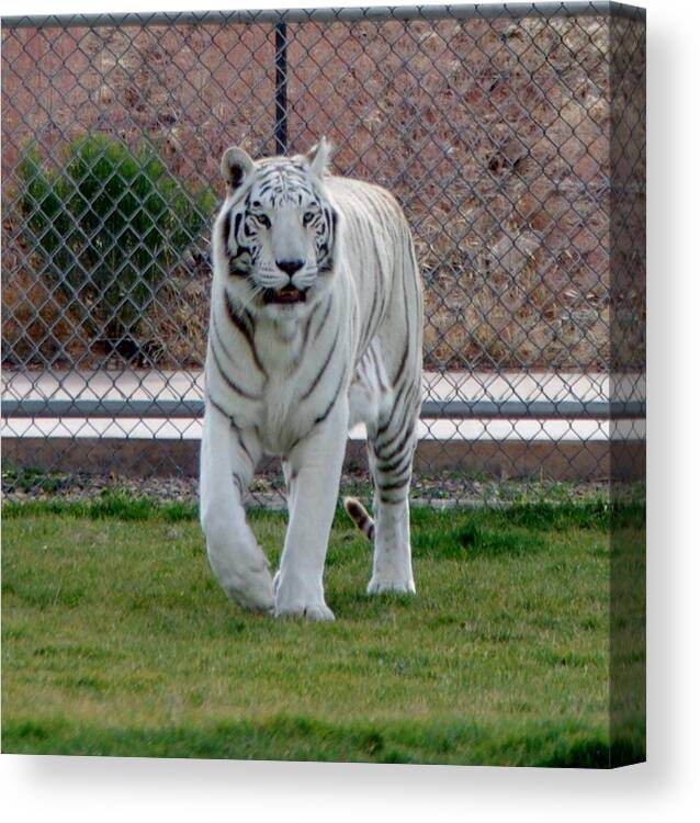Tiger Canvas Print featuring the photograph Out of Africa White Tiger by Phyllis Spoor
