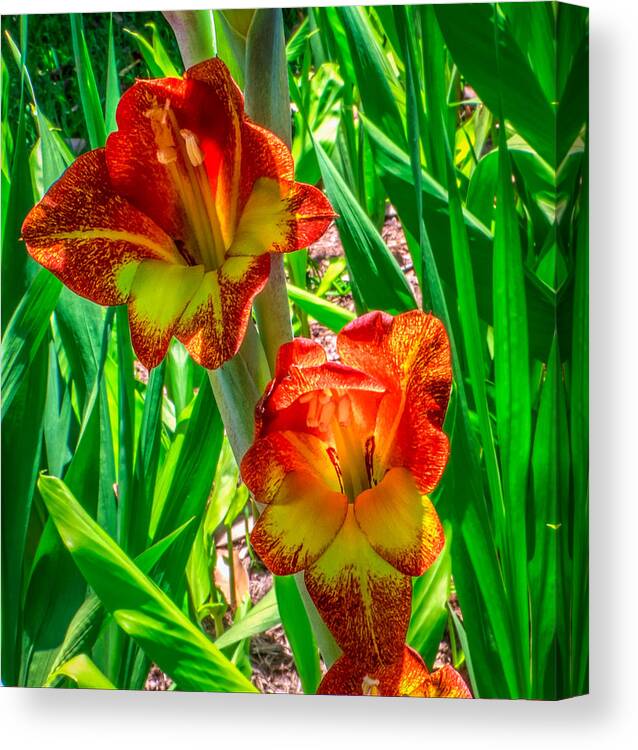 Flower Canvas Print featuring the photograph Parrot Gladiolus by Traveler's Pics