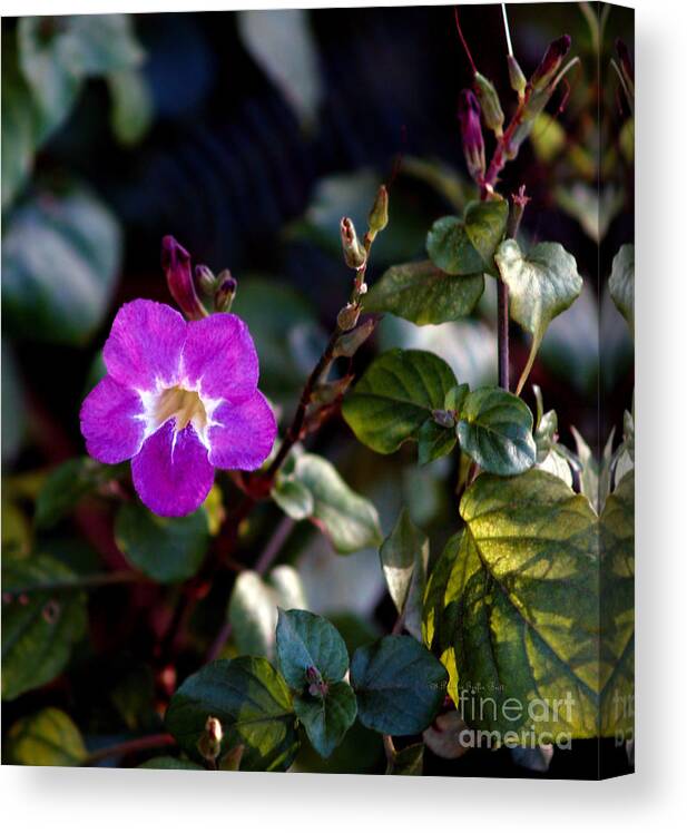 Flower Photography Canvas Print featuring the photograph Petite Fleur by Patricia Griffin Brett