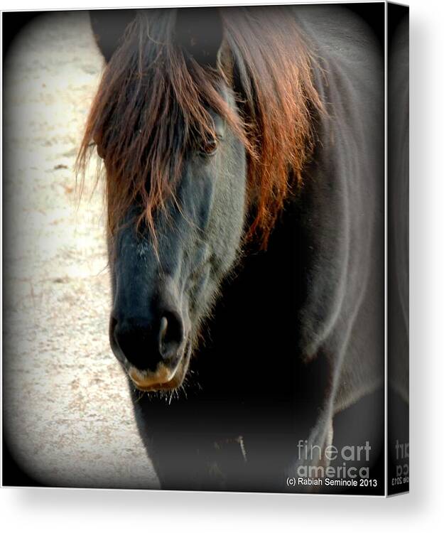 Horse Canvas Print featuring the photograph Portrait of Storm by Rabiah Seminole