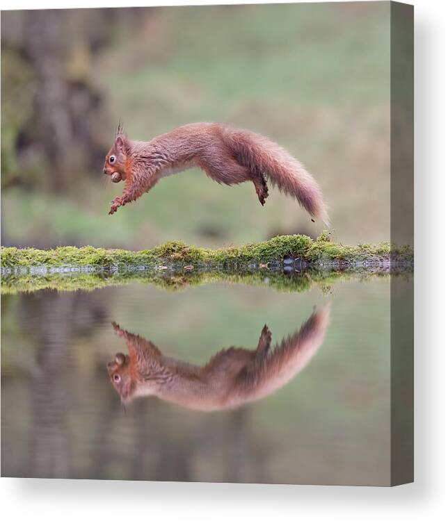 Standing Water Canvas Print featuring the photograph Red Squirrel Leaping by Sarah Peters