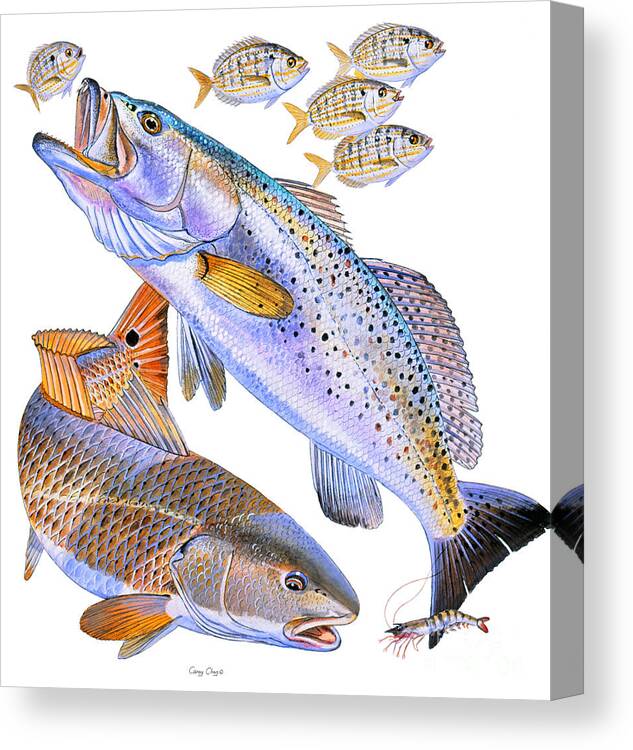 Trout Canvas Print featuring the painting Redfish Trout by Carey Chen