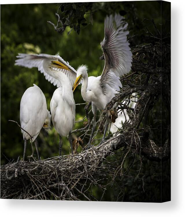 Rookery Canvas Print featuring the photograph Restless Teenage Egrets by Donald Brown