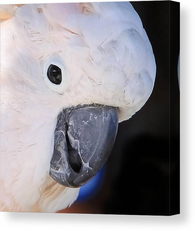 Salmon-crested Cockatoo Portrait Canvas Print featuring the photograph Salmon crested cockatoo Smiling Close up by Andrea Lazar