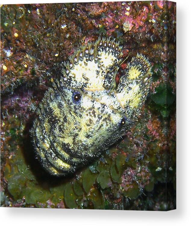 Reef Canvas Print featuring the photograph Sculptured Slipper Lobster on Coral Wall by Amy McDaniel