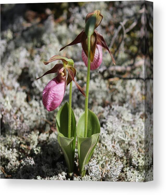 Lady Slipper Canvas Print featuring the photograph Showy Lady's Slipper 2 by Ruth Kamenev
