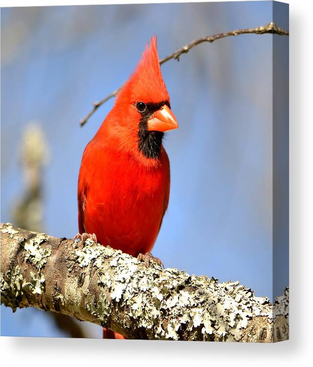 Bird Canvas Print featuring the photograph Simply Red by Deena Stoddard