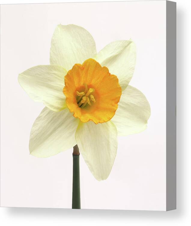 White Background Canvas Print featuring the photograph Single Fresh White Daffodil With Yellow by Rosemary Calvert