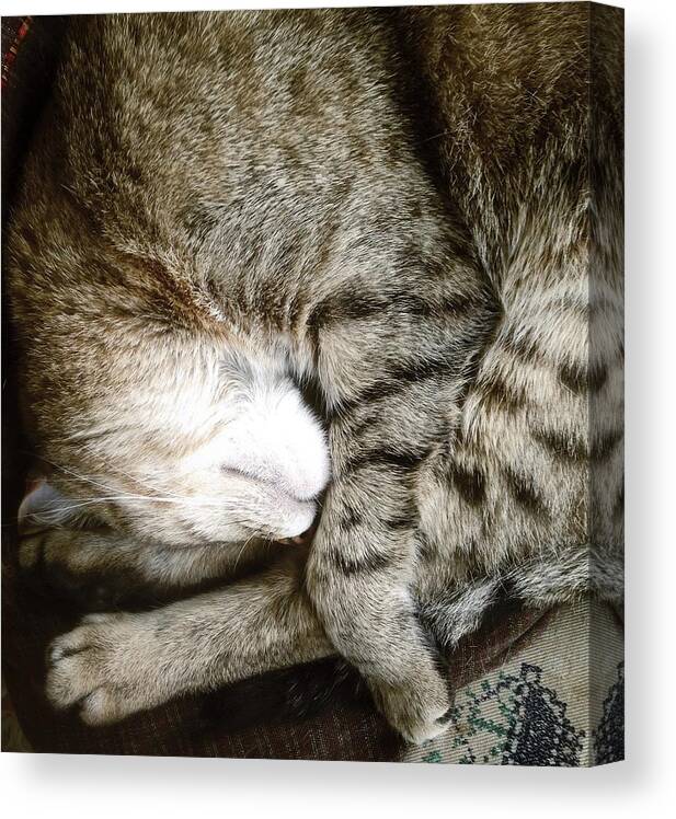 Pets Canvas Print featuring the photograph Sleeping Cat by Jill Ferry Photography