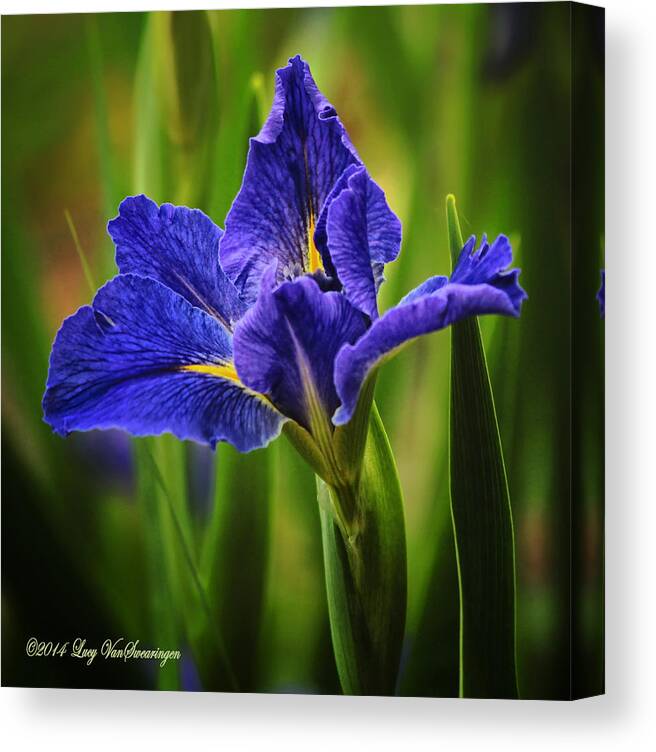 Spring Canvas Print featuring the photograph Spring Blue Iris by Lucy VanSwearingen